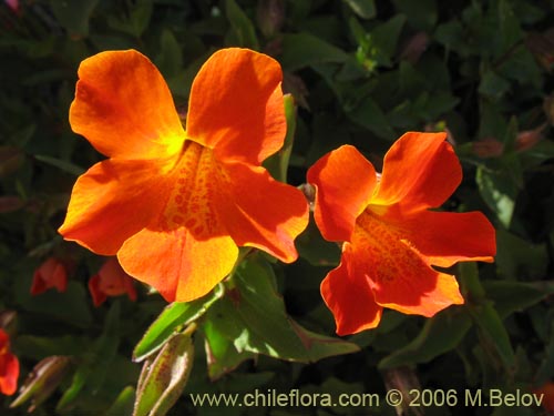 Bild von Mimulus cupreus (Berro rojo / Flor de cobre). Klicken Sie, um den Ausschnitt zu vergrössern.