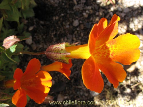 Bild von Mimulus cupreus (Berro rojo / Flor de cobre). Klicken Sie, um den Ausschnitt zu vergrössern.