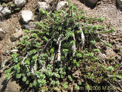 Imágen de Nassauvia sprengelioides (). Haga un clic para aumentar parte de imágen.