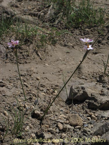 Image of Sisyrinchium junceum ssp. colchaguense (Huilmo rosado). Click to enlarge parts of image.