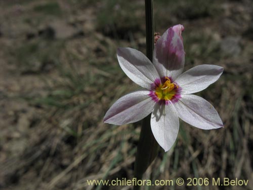 Image of Sisyrinchium junceum ssp. colchaguense (Huilmo rosado). Click to enlarge parts of image.