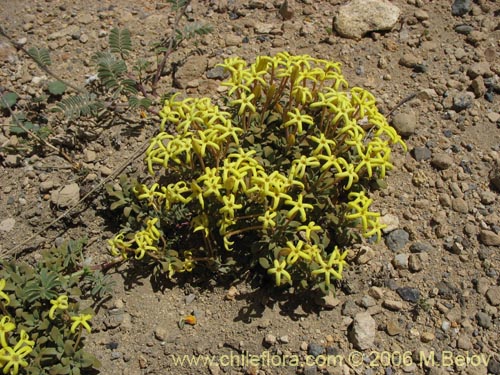 Imágen de Oreopolus glacialis (Oreopolo). Haga un clic para aumentar parte de imágen.