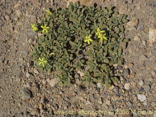 Bild von Oreopolus glacialis (Oreopolo). Klicken Sie, um den Ausschnitt zu vergrössern.