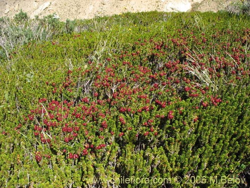 Image of Empetrum rubrum (Brecillo / Murtilla de Magallanes / Uvilla). Click to enlarge parts of image.