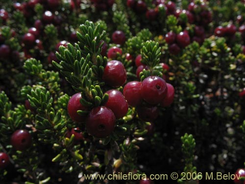 Bild von Empetrum rubrum (Brecillo / Murtilla de Magallanes / Uvilla). Klicken Sie, um den Ausschnitt zu vergrössern.