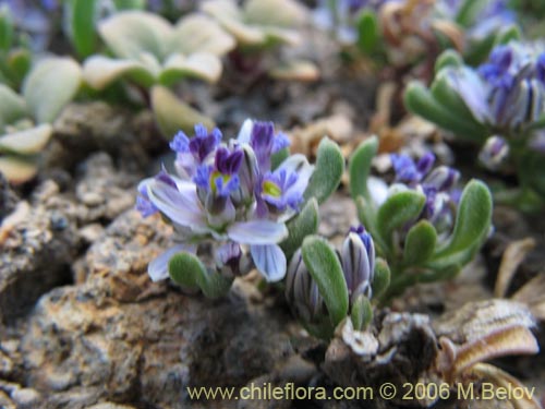 Imágen de Polygala salasiana (). Haga un clic para aumentar parte de imágen.