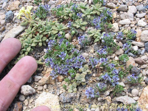 Polygala salasianaの写真