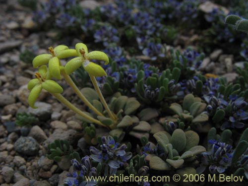 Image of Oreopolus glacialis (Oreopolo). Click to enlarge parts of image.