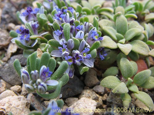 Image of Polygala salasiana (). Click to enlarge parts of image.