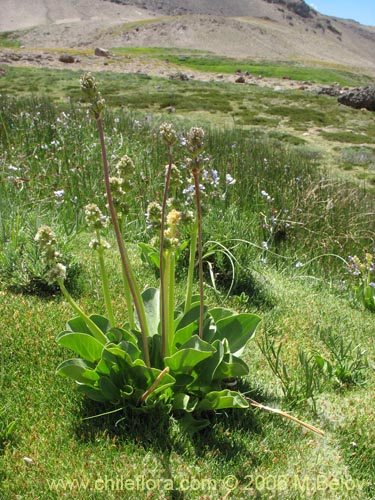 Imágen de Valeriana macrorhiza (Valeriana). Haga un clic para aumentar parte de imágen.