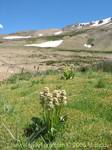 Image of Valeriana macrorhiza (Valeriana). Click to enlarge parts of image.