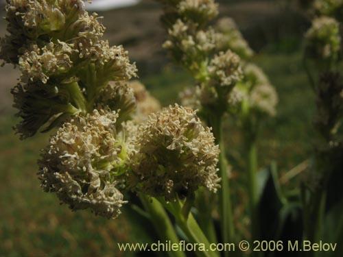 Image of Valeriana macrorhiza (Valeriana). Click to enlarge parts of image.