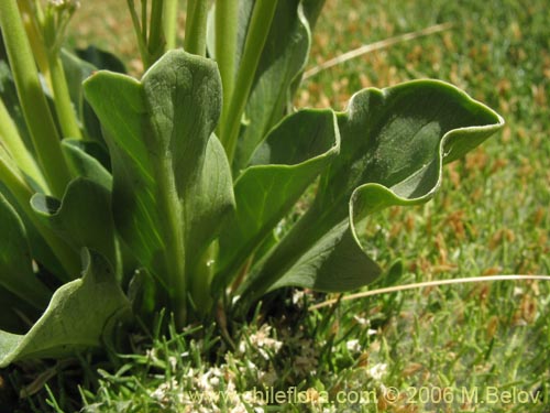 Imágen de Valeriana macrorhiza (Valeriana). Haga un clic para aumentar parte de imágen.