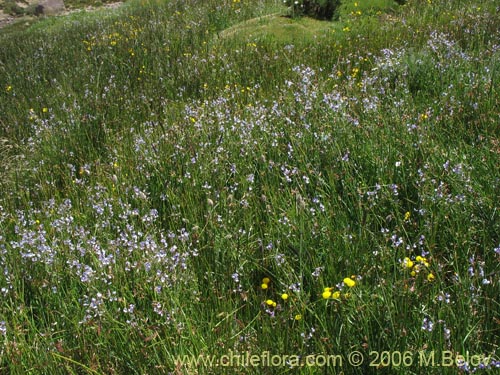 Vicia graminea的照片