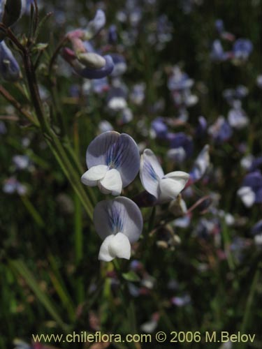 Bild von Vicia graminea (). Klicken Sie, um den Ausschnitt zu vergrössern.