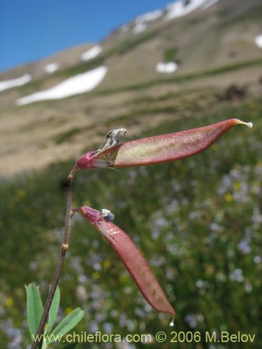 Vicia graminea的照片