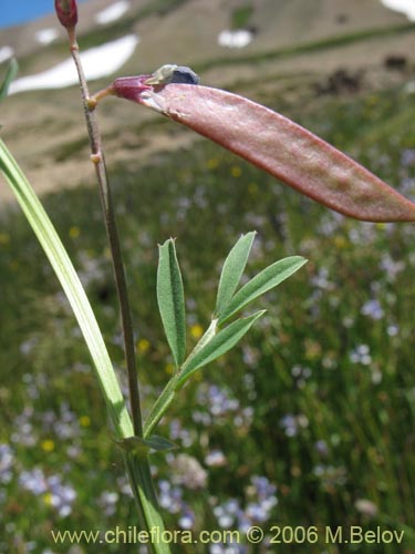 Bild von Vicia graminea (). Klicken Sie, um den Ausschnitt zu vergrössern.