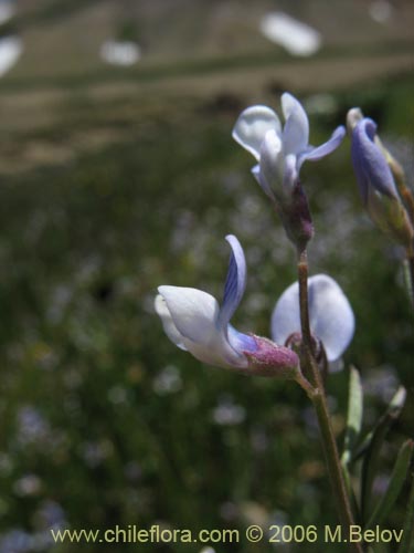 Vicia graminea의 사진