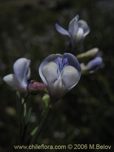 Vicia gramineaの写真