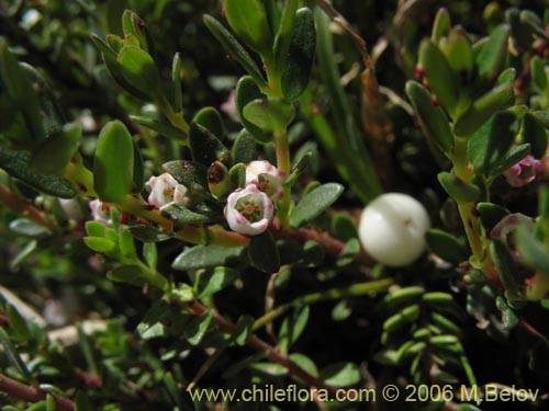 Bild von Gaultheria pumila (Chaura). Klicken Sie, um den Ausschnitt zu vergrössern.