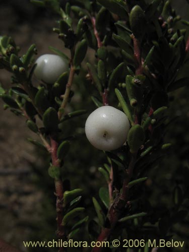 Bild von Gaultheria pumila (Chaura). Klicken Sie, um den Ausschnitt zu vergrössern.