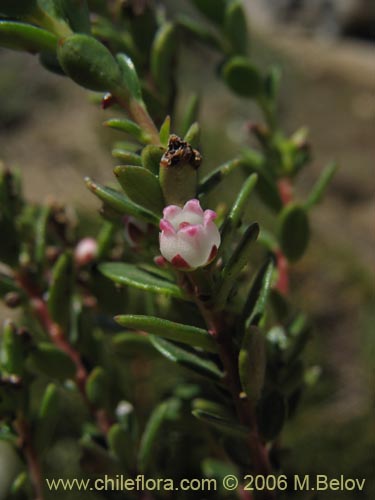 Imágen de Gaultheria pumila (Chaura). Haga un clic para aumentar parte de imágen.