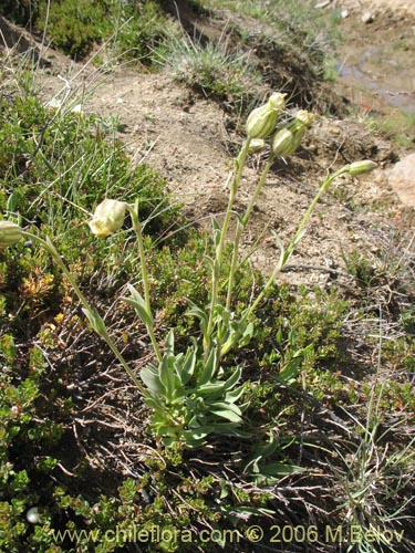 Image of Silene chilensis (). Click to enlarge parts of image.