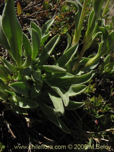 Image of Silene chilensis (). Click to enlarge parts of image.