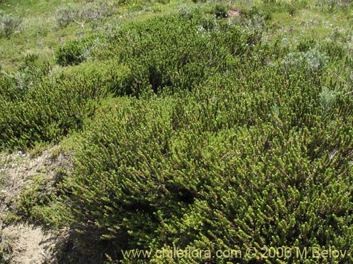 Image of Empetrum rubrum (Brecillo / Murtilla de Magallanes / Uvilla). Click to enlarge parts of image.