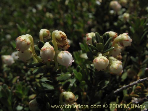 Фотография Empetrum rubrum (Brecillo / Murtilla de Magallanes / Uvilla). Щелкните, чтобы увеличить вырез.