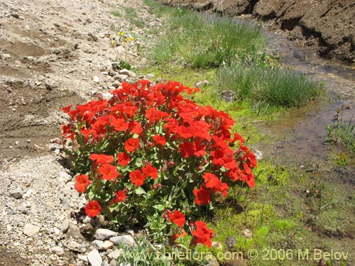 Bild von Mimulus cupreus (Berro rojo / Flor de cobre). Klicken Sie, um den Ausschnitt zu vergrössern.