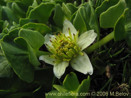 Image of Caltha sagittata (Maillico). Click to enlarge parts of image.