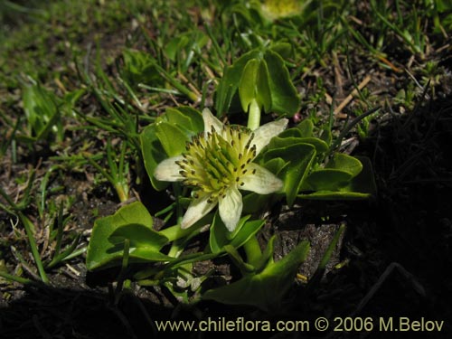 Image of Caltha sagittata (Maillico). Click to enlarge parts of image.