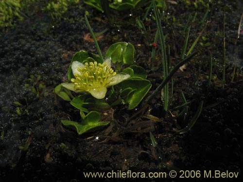 Imágen de Caltha sagittata (Maillico). Haga un clic para aumentar parte de imágen.