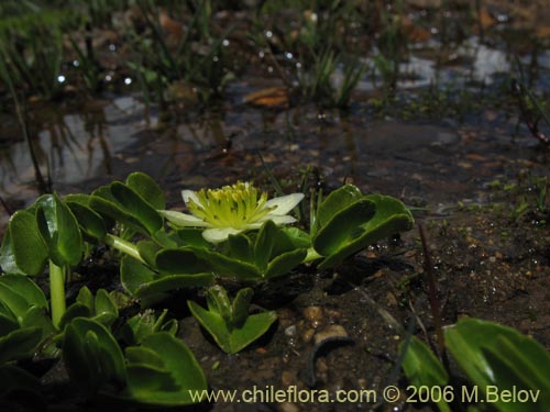 Image of Caltha sagittata (Maillico). Click to enlarge parts of image.