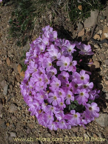 Bild von Oxalis adenophylla (Culle). Klicken Sie, um den Ausschnitt zu vergrössern.