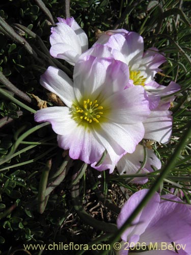 Bild von Calandrina colchagüensis (Quiaca). Klicken Sie, um den Ausschnitt zu vergrössern.