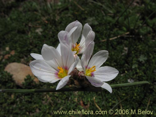 Image of Sisyrinchium junceum ssp. junceum (Huilmo rosado). Click to enlarge parts of image.