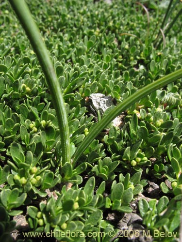 Bild von Sisyrinchium junceum ssp. junceum (Huilmo rosado). Klicken Sie, um den Ausschnitt zu vergrössern.