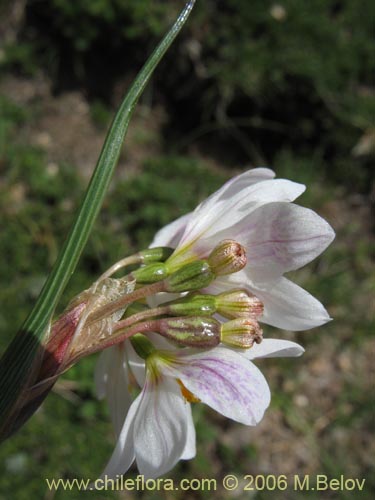 Фотография Sisyrinchium junceum ssp. junceum (Huilmo rosado). Щелкните, чтобы увеличить вырез.