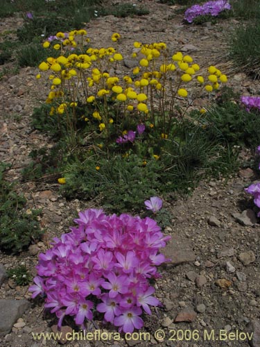 Image of Oxalis adenophylla (Culle). Click to enlarge parts of image.