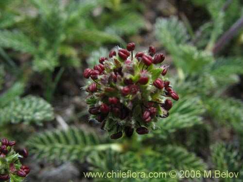 Image of Acaena leptacantha (Pimpinela). Click to enlarge parts of image.