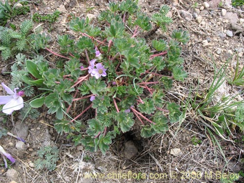 Geranium sessiliflorum的照片