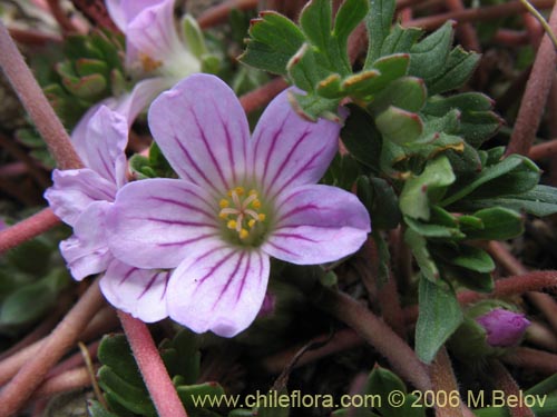 Image of Geranium sessiliflorum (Core-core de flores cortas). Click to enlarge parts of image.