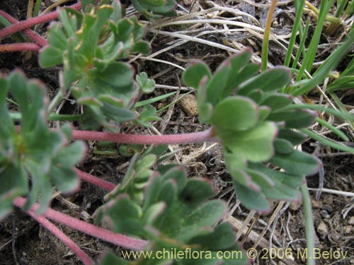 Image of Geranium sessiliflorum (Core-core de flores cortas). Click to enlarge parts of image.