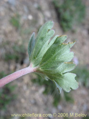 Image of Geranium sessiliflorum (Core-core de flores cortas). Click to enlarge parts of image.