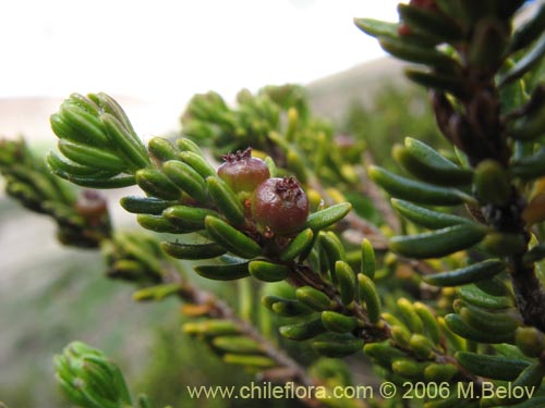 Image of Empetrum rubrum (Brecillo / Murtilla de Magallanes / Uvilla). Click to enlarge parts of image.