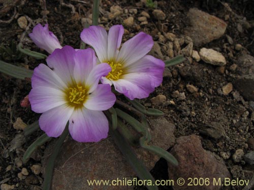 Imágen de Calandrina colchagüensis (Quiaca). Haga un clic para aumentar parte de imágen.