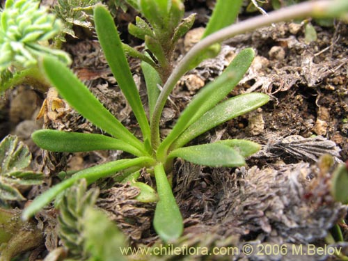 Фотография Не определенное растение sp. #2297 (). Щелкните, чтобы увеличить вырез.