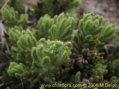 Imágen de Planta no identificada sp. #3019 (). Haga un clic para aumentar parte de imágen.